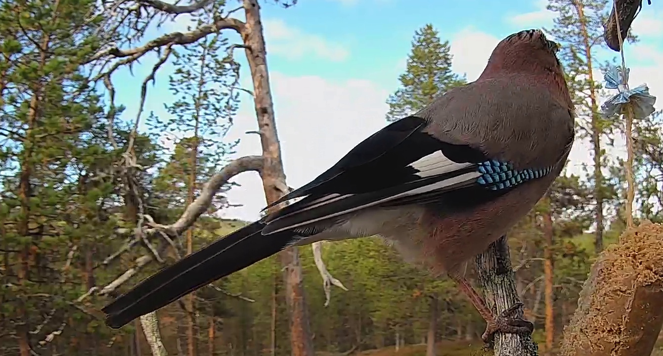 Best image of Eurasian jay