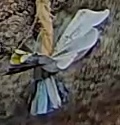 Best image of Great tit