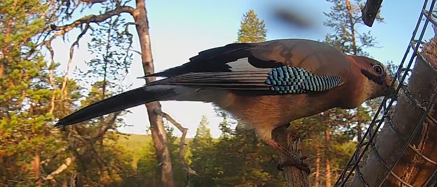 Best image of Eurasian jay