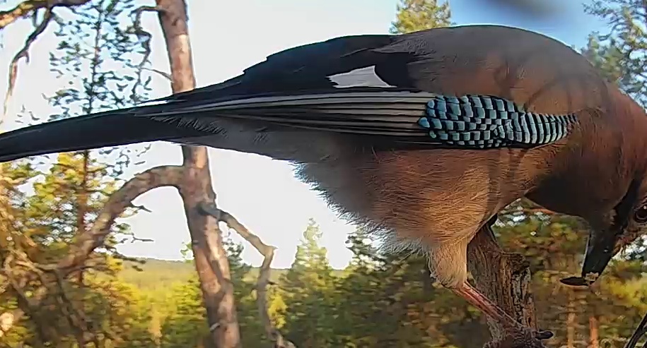 Best image of Eurasian jay