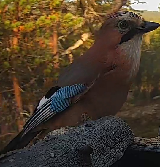 Best image of Eurasian jay