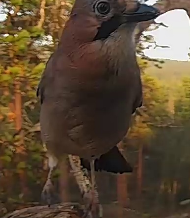 Best image of Eurasian jay