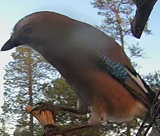 Best image of Eurasian jay