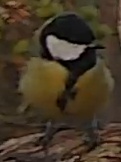 Best image of Great tit