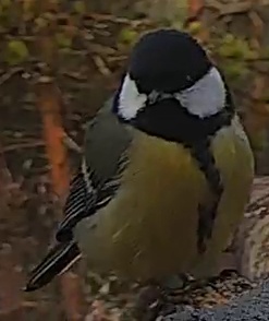 Best image of Great tit