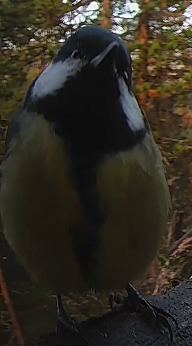 Best image of African blue tit
