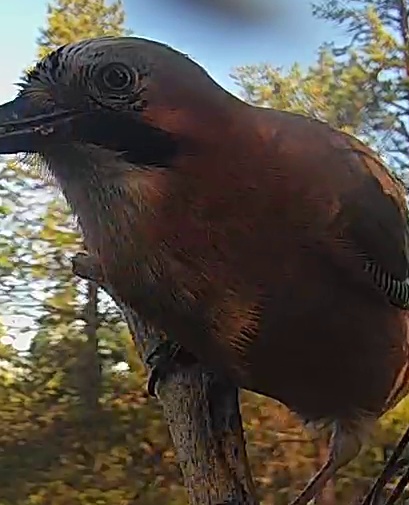 Best image of Eurasian jay
