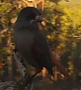 Best image of Western Orphean warbler