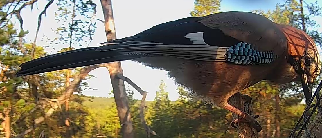 Best image of Eurasian jay