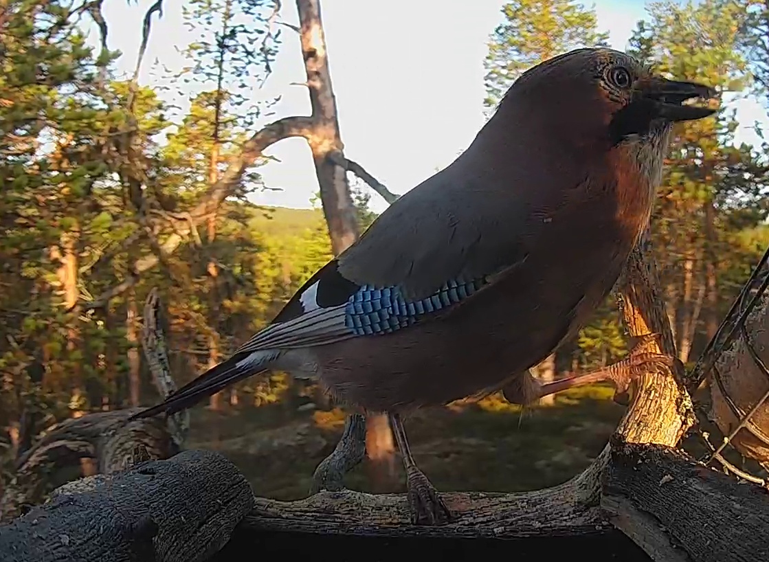 Best image of Eurasian jay