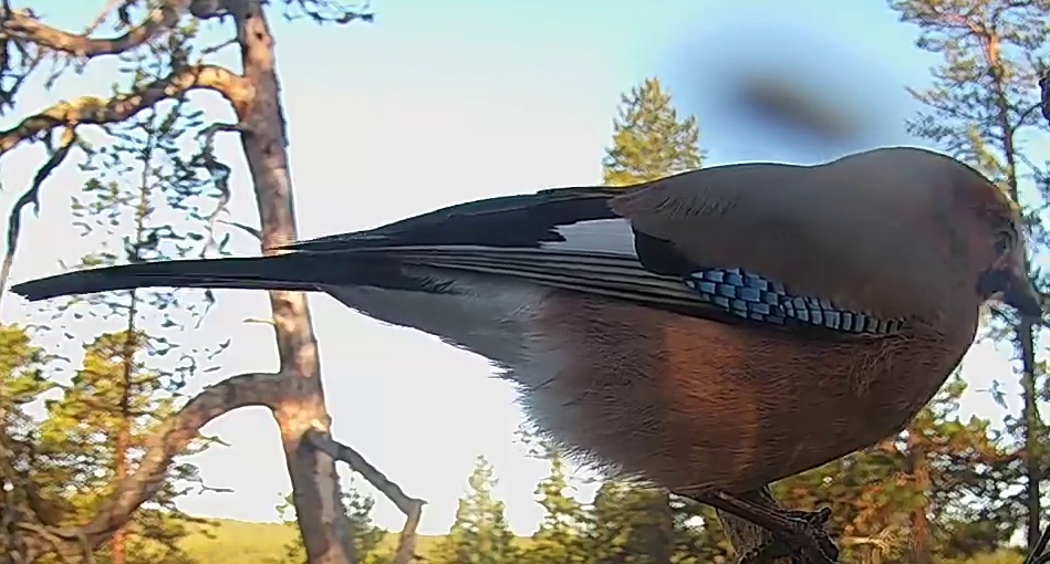 Best image of Eurasian jay