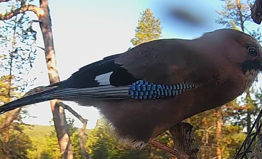 Best image of Eurasian jay