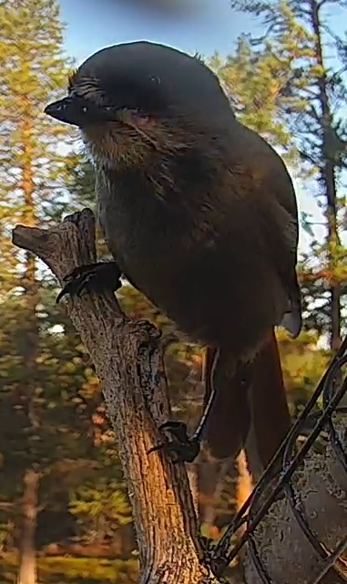 Best image of Siberian jay