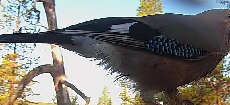 Best image of Eurasian jay