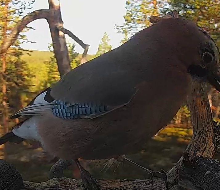 Best image of Eurasian jay