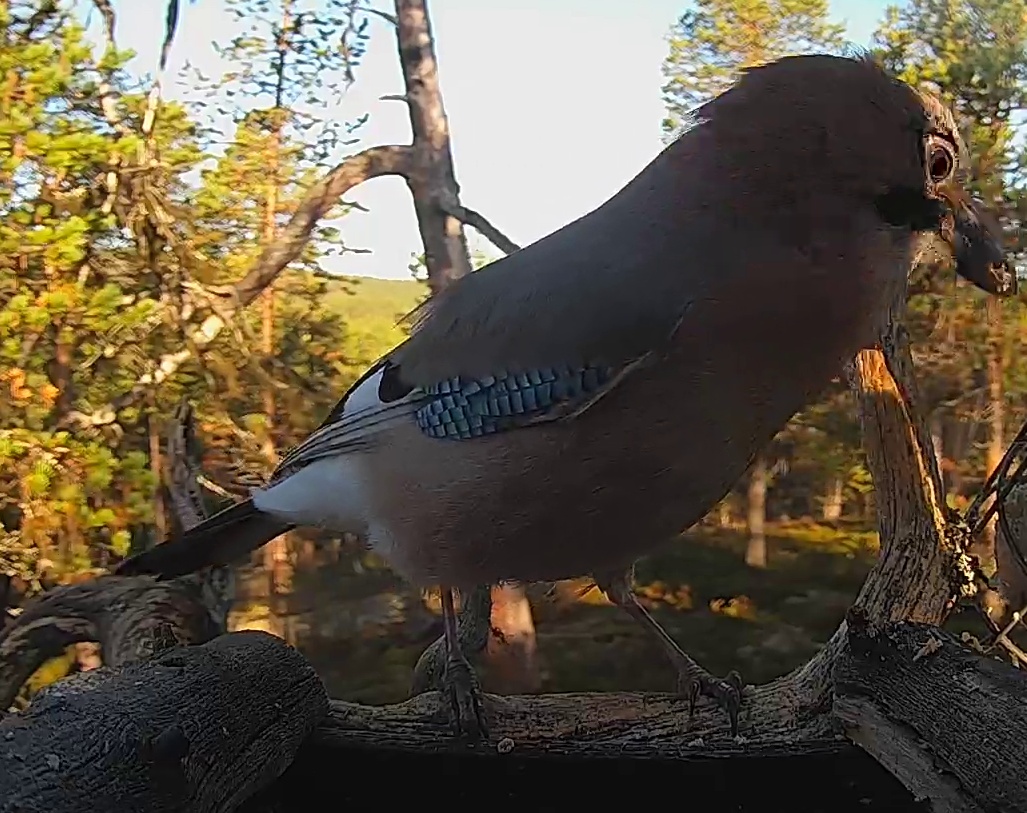 Best image of Eurasian jay