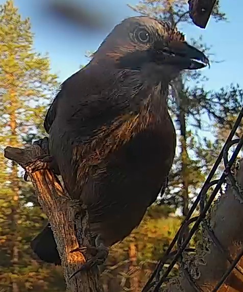 Best image of Eurasian jay