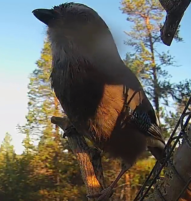 Best image of Eurasian jay