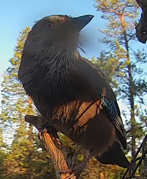 Best image of Eurasian jay