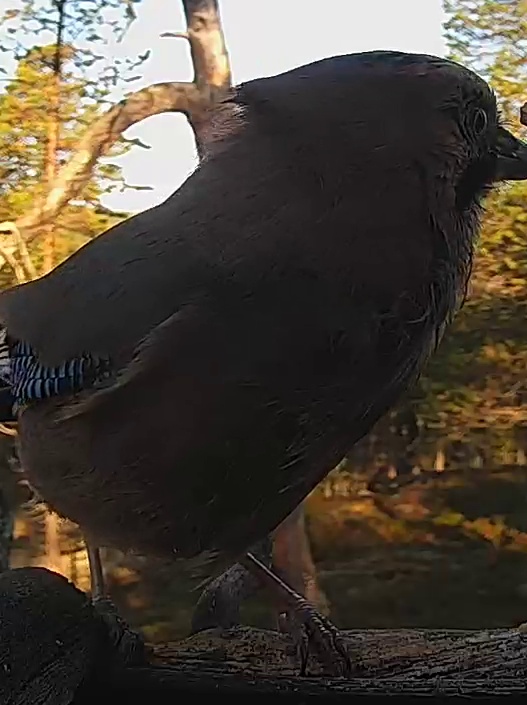 Best image of Eurasian jay