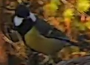 Best image of Great tit