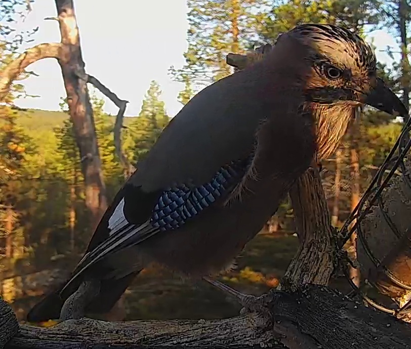 Best image of Eurasian jay