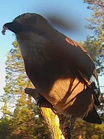 Best image of Eurasian jay