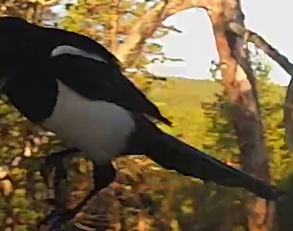 Best image of Eurasian magpie
