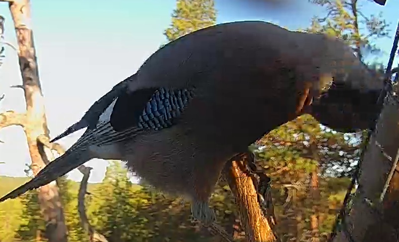 Best image of Eurasian jay