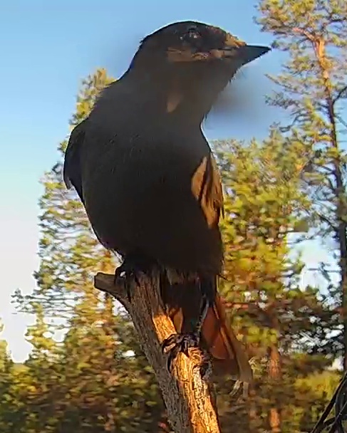 Best image of Siberian jay