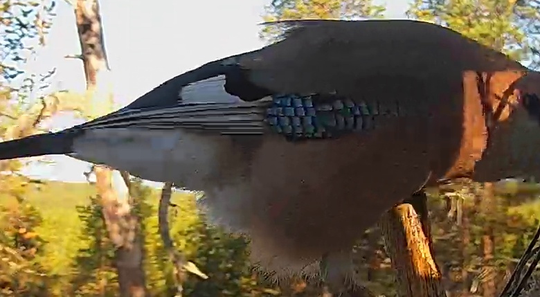 Best image of Eurasian jay