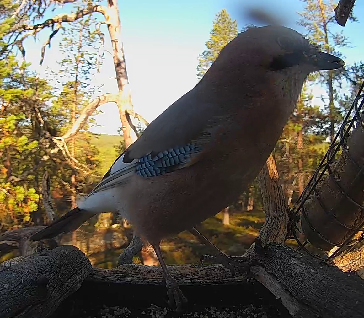 Best image of Eurasian jay