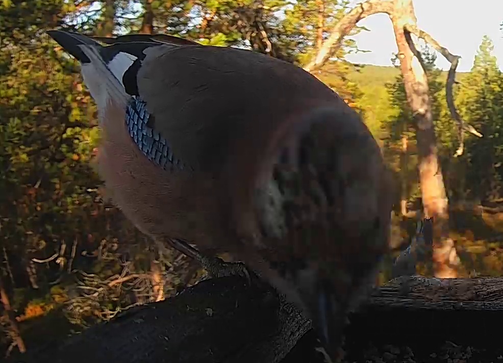 Best image of Eurasian jay