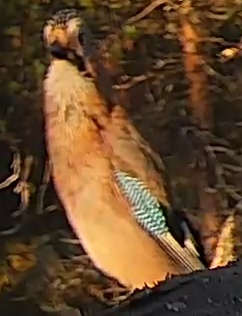 Best image of Eurasian jay