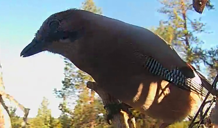 Best image of Eurasian jay