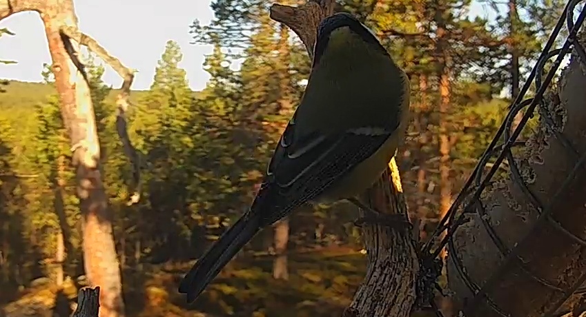 Best image of Great tit