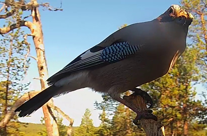 Best image of Eurasian jay