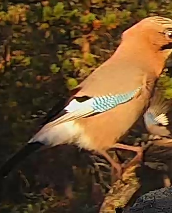Best image of Eurasian jay