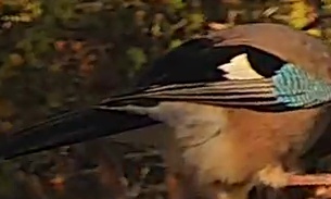 Best image of Eurasian jay