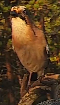 Best image of Eurasian jay
