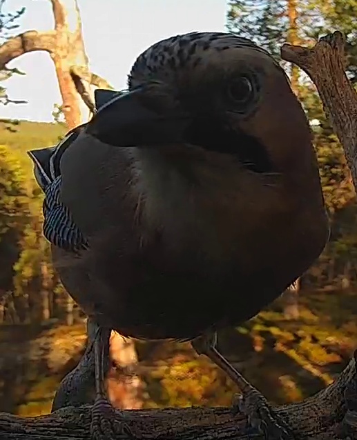 Best image of Eurasian jay