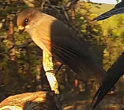 Best image of Siberian jay