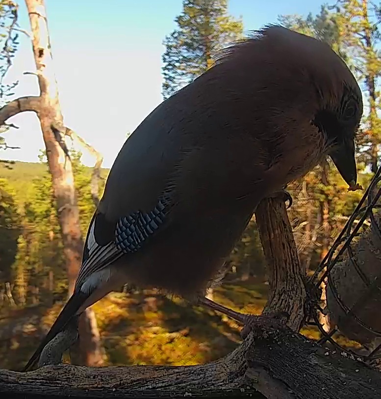 Best image of Eurasian jay
