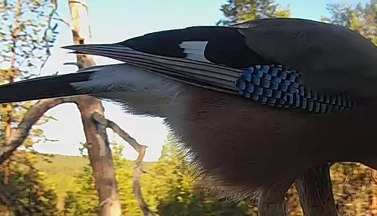 Best image of Eurasian jay