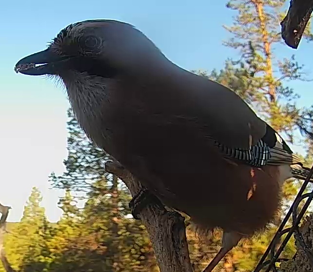 Best image of Eurasian jay