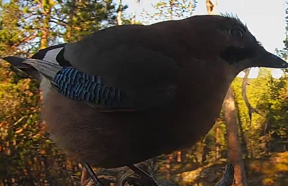 Best image of Eurasian jay