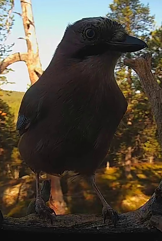 Best image of Eurasian jay