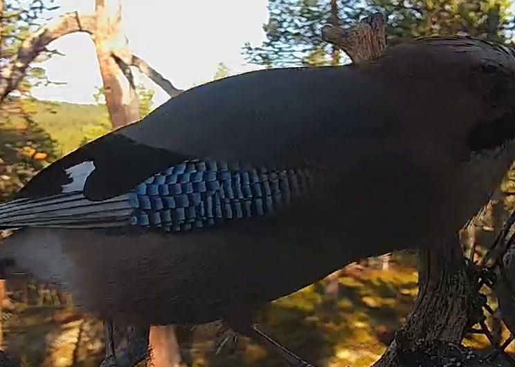 Best image of Eurasian jay