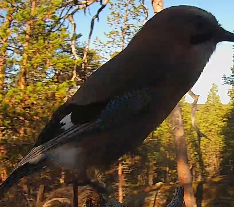 Best image of Eurasian jay