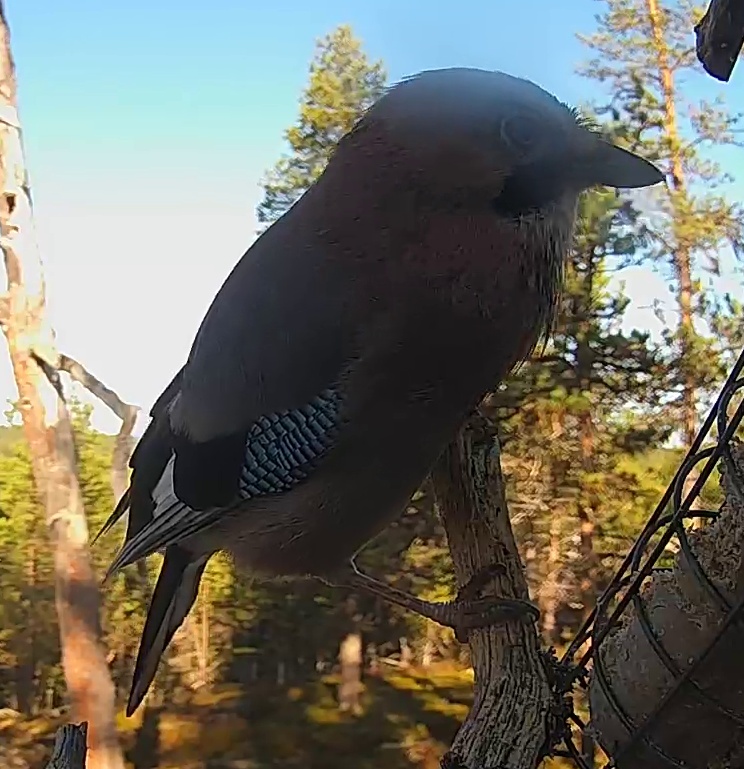 Best image of Eurasian jay